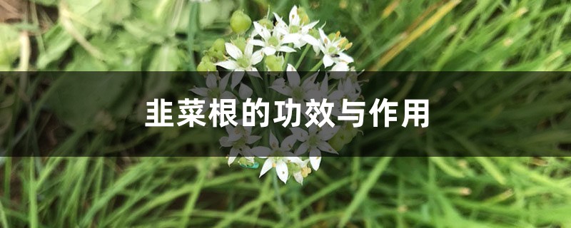 韭菜根的功效与作用