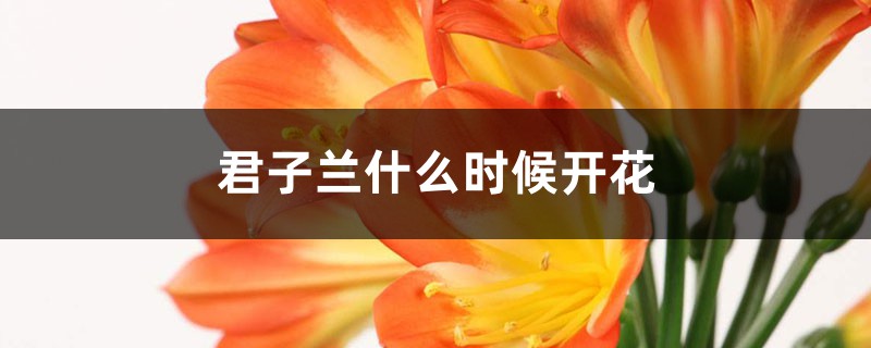 君子兰什么时候开花，君子兰花语