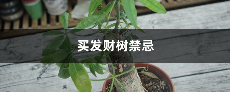 买发财树禁忌，发财树多少钱一盆