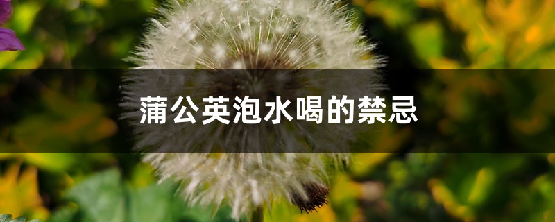 蒲公英泡水喝的禁忌，蒲公英的作用