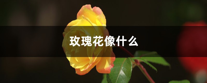 玫瑰花像什么，玫瑰花图片