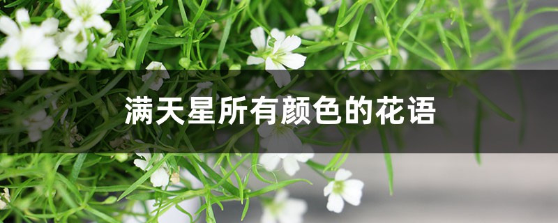 满天星花语，满天星所有颜色的花语