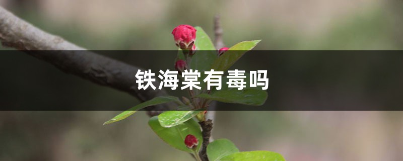 铁海棠有毒吗