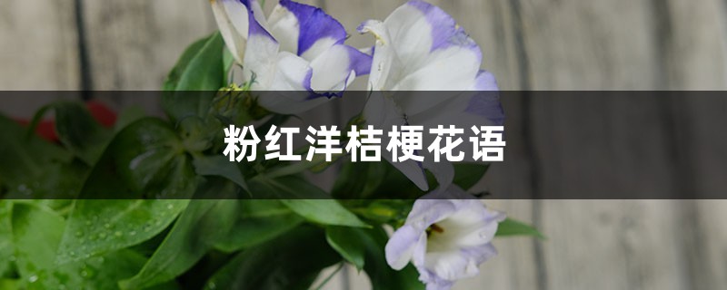 粉红洋桔梗花语