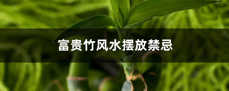 富贵竹风水摆放禁忌，富贵竹怎么摆放才正确