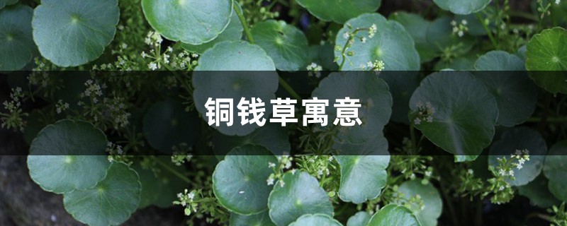 铜钱草寓意