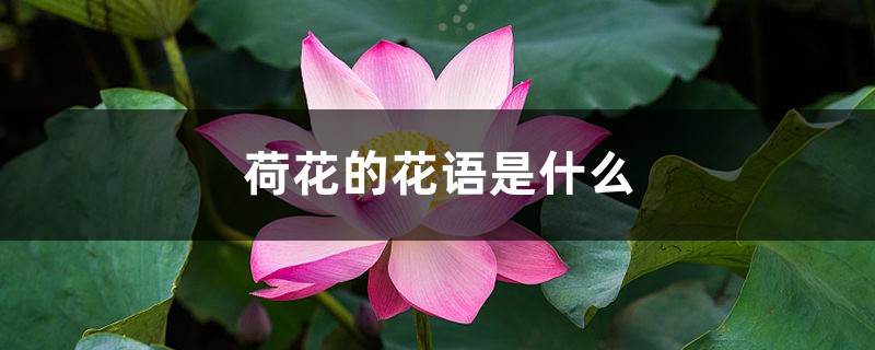 荷花的花语和象征意义，风水代表什么