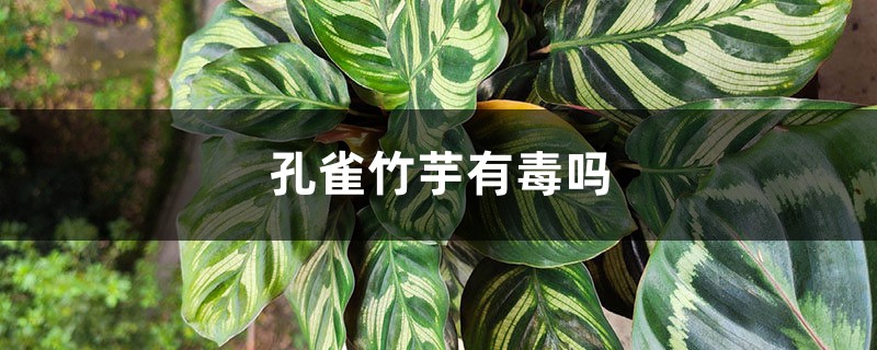 孔雀竹芋有毒吗