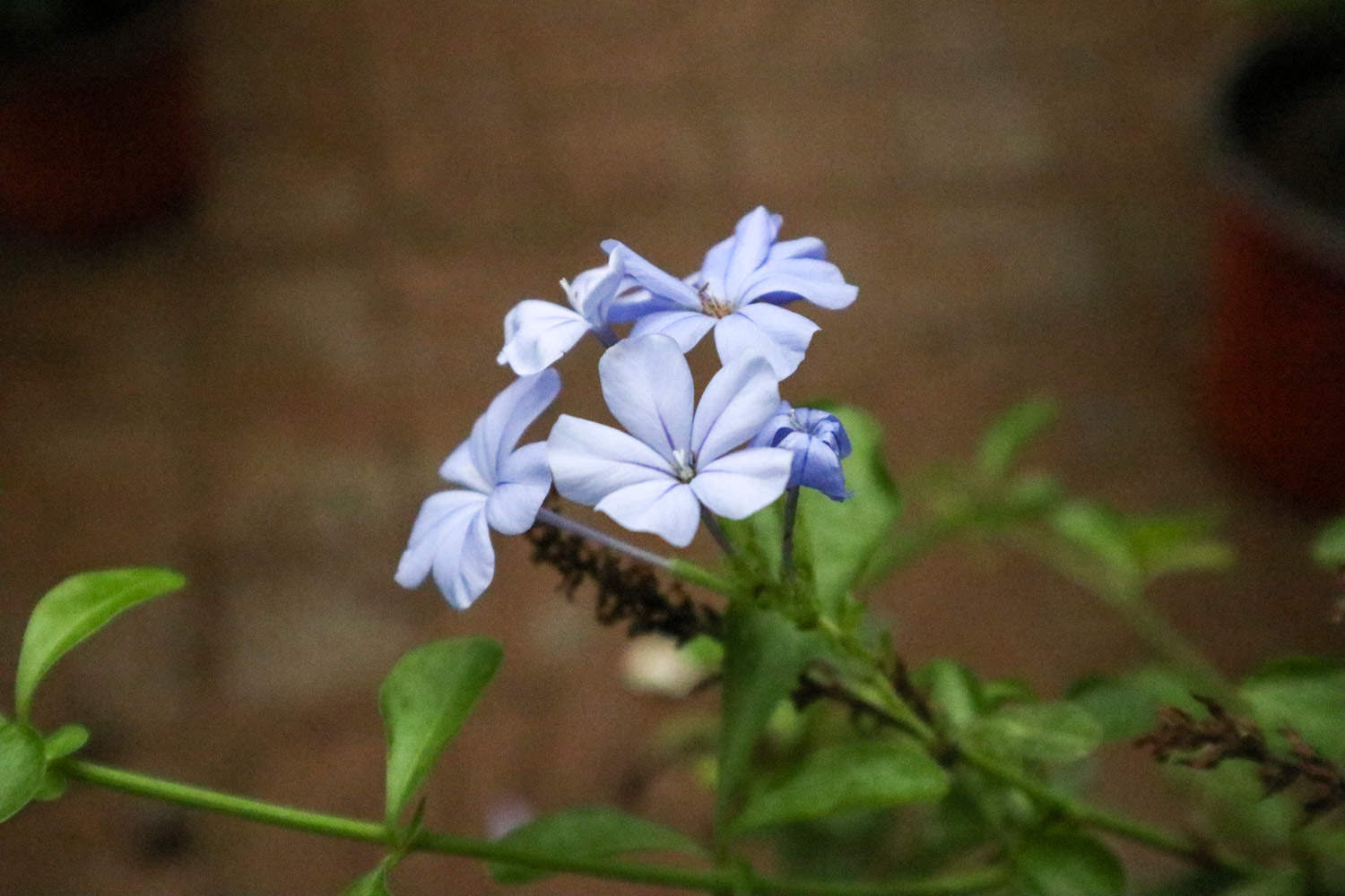 蓝雪花