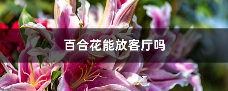 百合花能放客厅吗