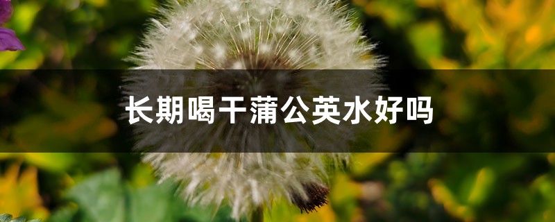 长期喝干蒲公英水好吗