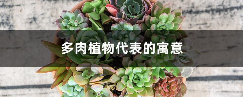 多肉植物代表的寓意