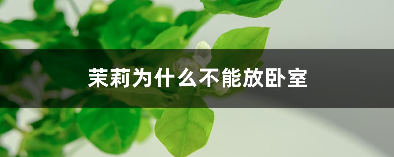 茉莉为什么不能放卧室