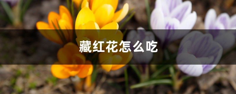 藏红花怎么吃