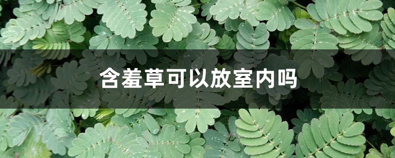 含羞草可以放室内吗