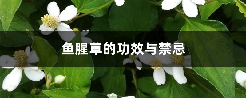 鱼腥草的功效与禁忌