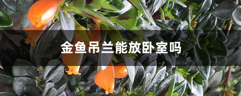 金鱼吊兰能放卧室吗