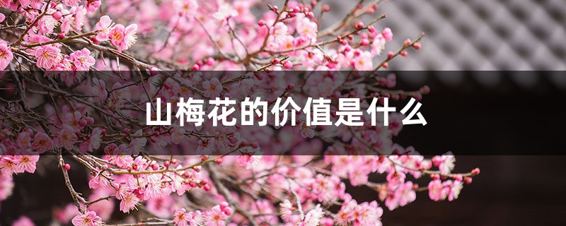 山梅花的价值是什么