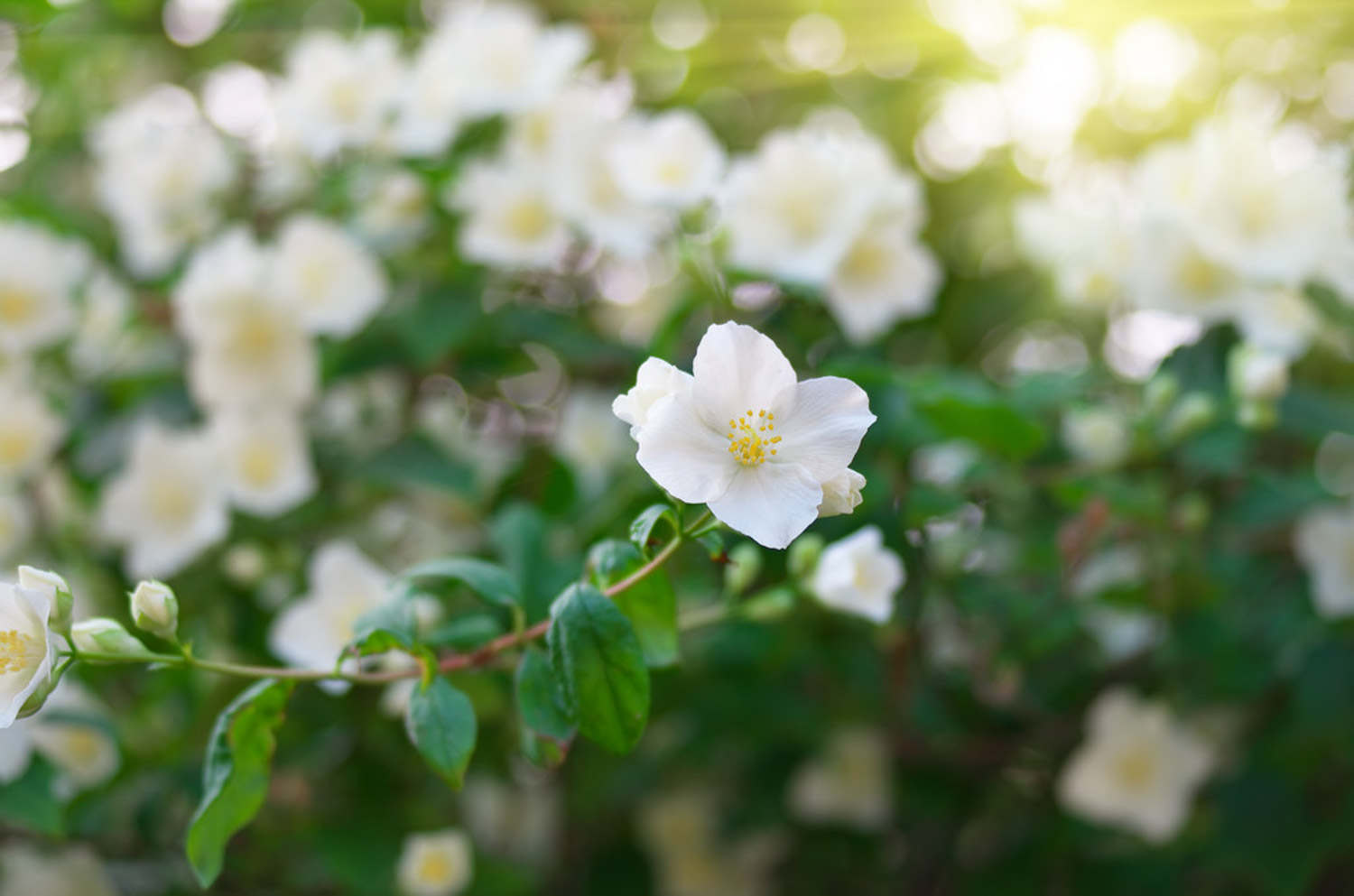 山梅花