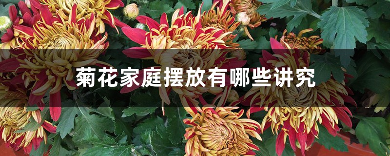 菊花家庭摆放有哪些讲究