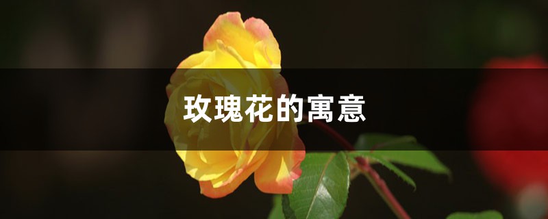 玫瑰花的寓意