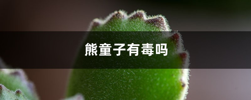 熊童子有毒吗