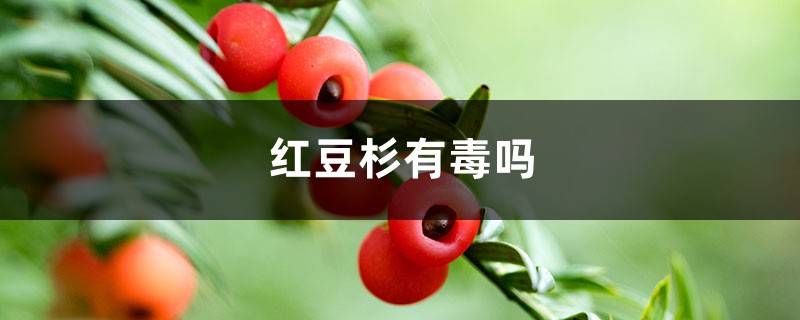 红豆杉有毒吗