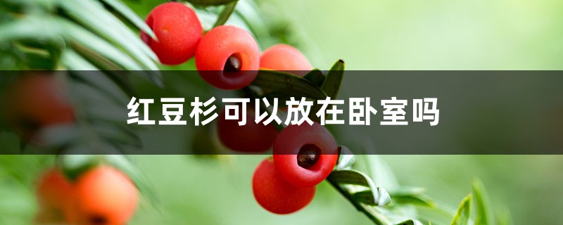 红豆杉可以放在卧室吗