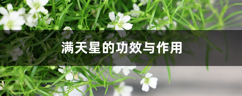 满天星的功效与作用