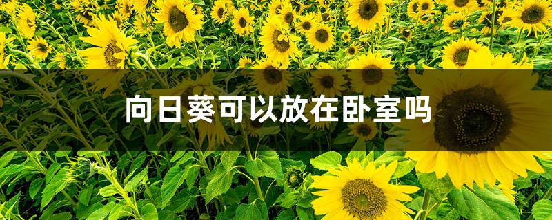 向日葵可以放在卧室吗