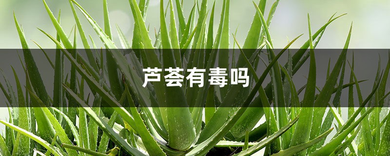 芦荟有毒吗