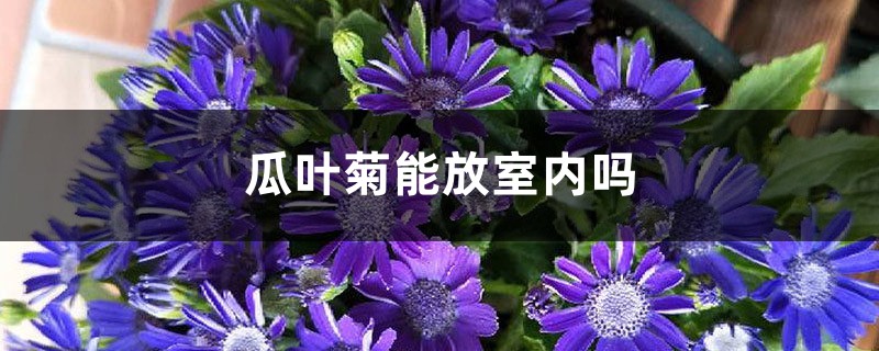 瓜叶菊能放室内吗