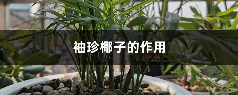 袖珍椰子的作用