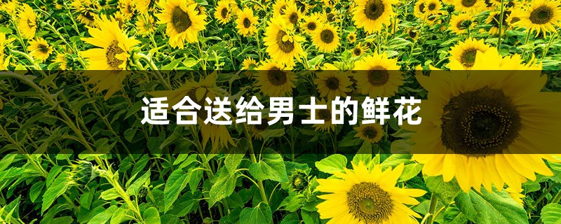 适合送给男士的鲜花