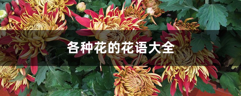 各种花的花语大全