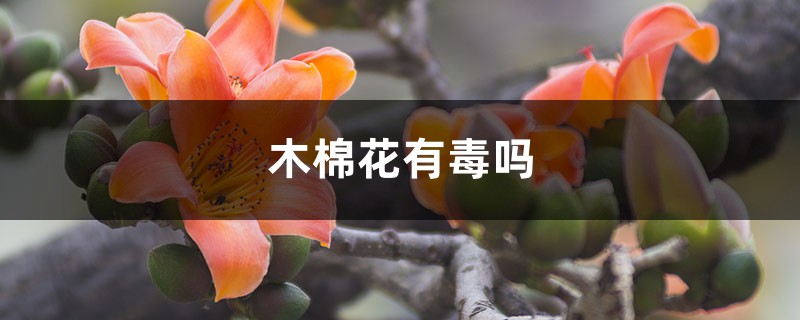 木棉花有毒吗