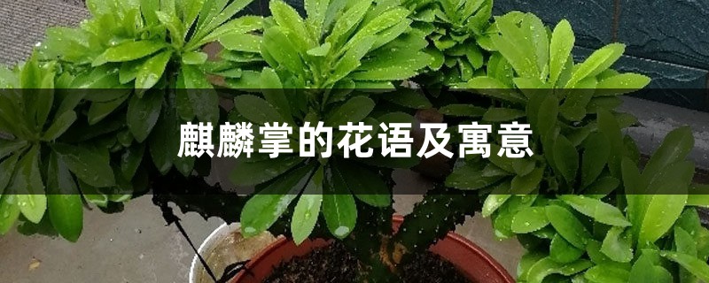 麒麟掌的花语及寓意