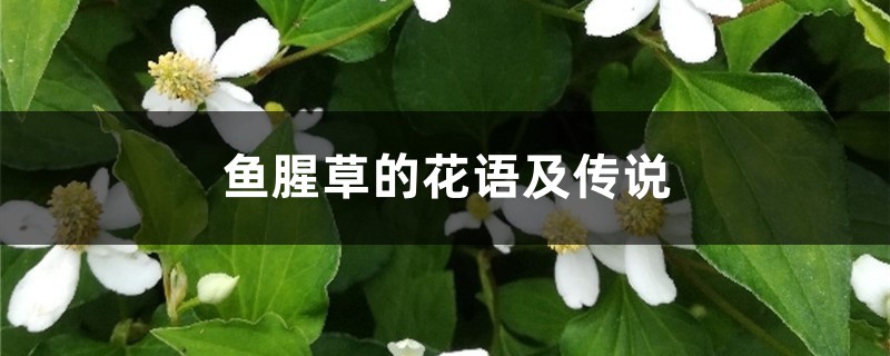 鱼腥草的花语及传说