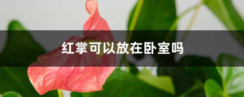 红掌可以放在卧室吗