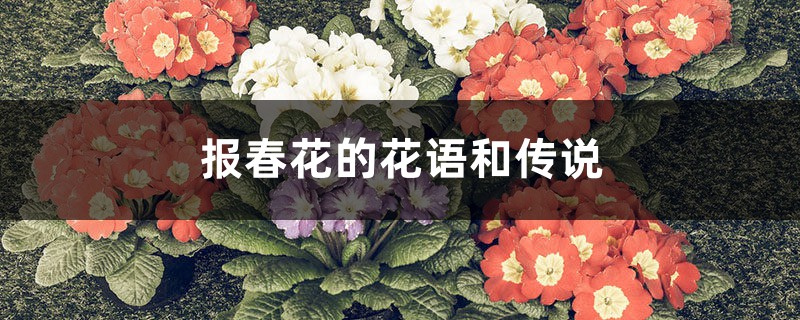 报春花的花语和传说