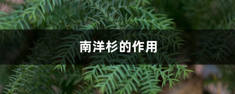 南洋杉的作用