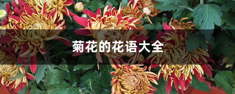 菊花的花语大全