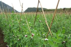 荷兰豆的养殖方法及注意事项