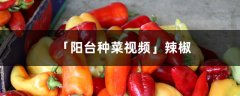 「阳台种菜视频」辣椒
