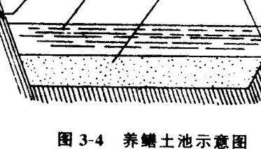 黄鳝养殖技术