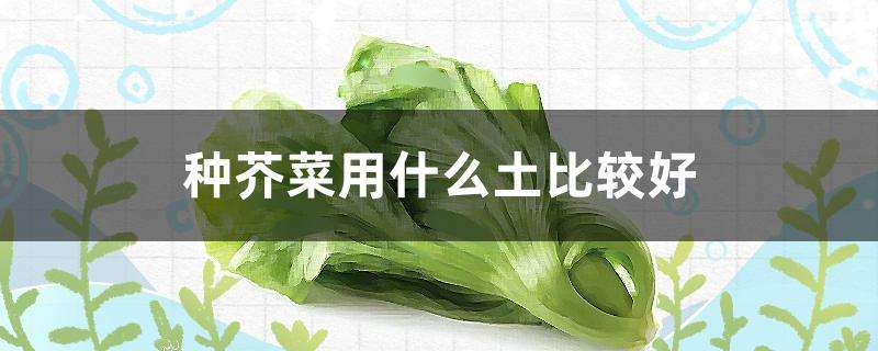 种芥菜用什么土比较好