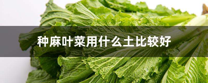 种麻叶菜用什么土比较好