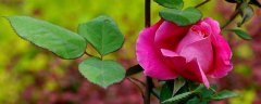刺玫瑰养殖方法，什么是刺玫瑰