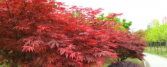 美国红枫的种植技术，附生态特性及主要性状
