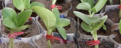 黄瓜嫁接技术，及品种的选择和浸种催芽